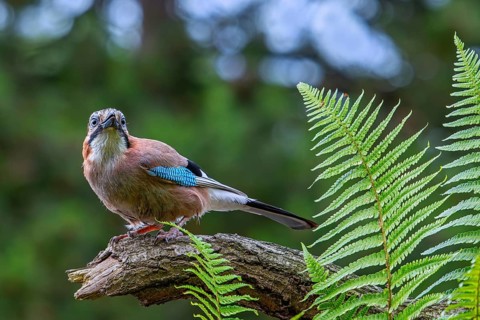 Eurasian jay, European jay (Garrulus glandarius, Corvus glandarius) perched on tree branch with