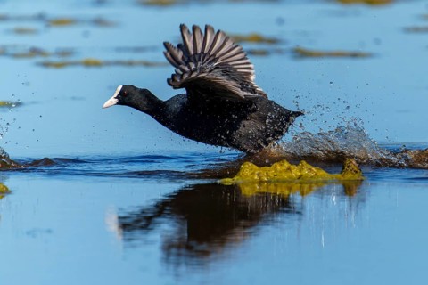 Eurasian Coot running through the water with spread wings, splashing water and blue sky are