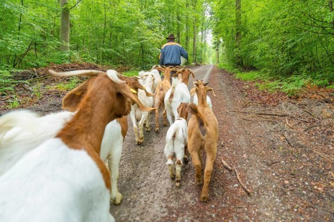 Herd of goats being led along the forest path by a man, Gechingen forest pasture, compensation