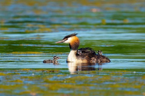 Great Crested Grebe with chicks next to each other in green water, Great Crested Grebe, (Podiceps