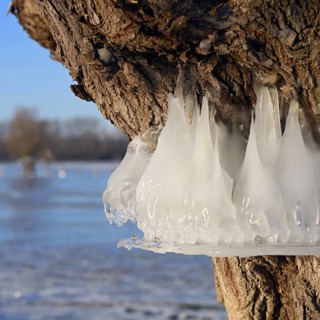 Natural flood level indicator... Bislicher Insel (winter flood 2020, 2021), ice rings on the trees