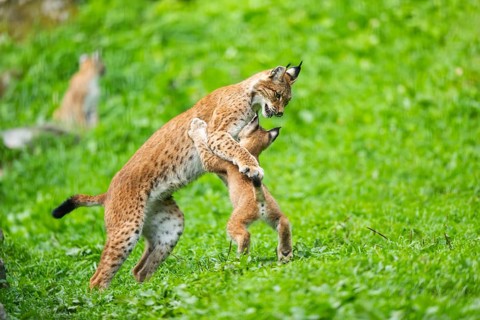 Eurasian lynx (Lynx lynx) youngster on a meadow, Bavaria, Germany, Europe