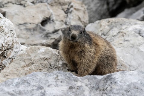 Marmot (Marmota marmota), Monte Baldo, Italy, Europe
