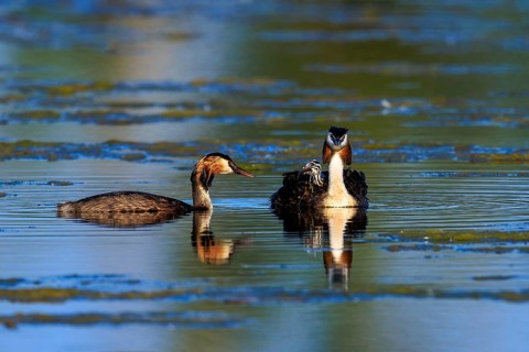 Great Crested Grebe, (Podiceps Scalloped ribbonfish), with chicks, wildlife, Germany, Europe