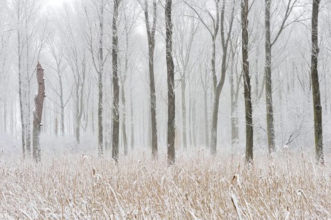Onset of winter... Ilvericher Altrheinschlinge, Rheinkreis Neuss, snowy winter landscape in the