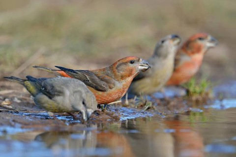 Small flock... Pine Crossbill (Loxia pytyopsittacus), Pine Crossbills, male and female sitting on