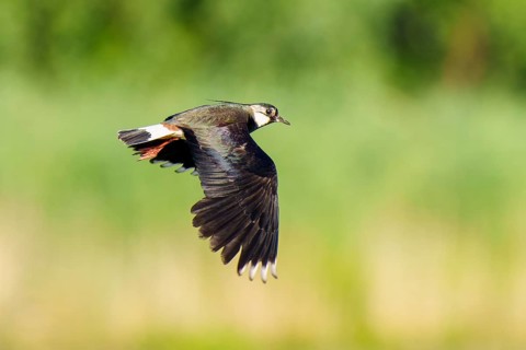 A bird flies in front of a blurred green background, lapwing (Vanellus vanellus), wildlife,