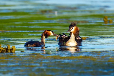 Great Crested Grebe, (Podiceps Scalloped ribbonfish), with chicks, wildlife, Germany, Europe