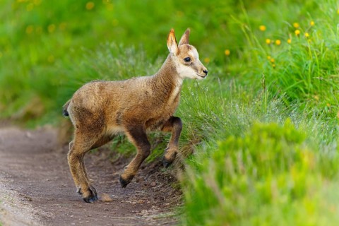 A young fawn on a path between lush, green meadows in spring, chamois, chamois, (Rupicapra
