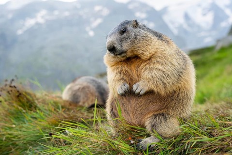 Alpine marmot (Marmota marmota) in autumn, Grossglockner, High Tauern National Park, Austria,