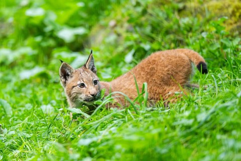 Eurasian lynx (Lynx lynx) youngster on a meadow, Bavaria, Germany, Europe