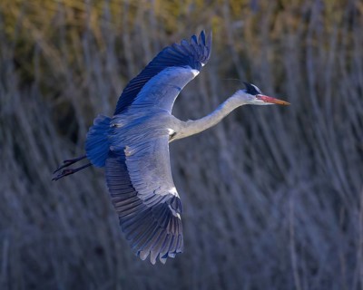 Grey heron (Ardea cinerea), in flight, evening light, grazing light, Neckar valley,