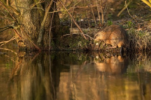 Naturalised... Muskrat * Ondatra zibethicus *, also called muskrat, invasive species in Germany,