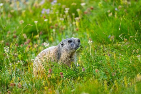 Alpine marmot (Marmota marmota) in autumn, Grossglockner, High Tauern National Park, Austria,