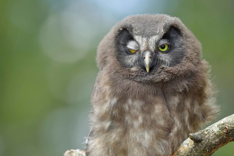 Great horned owl (Aegolius funereus), has one eye closed, young bird, animal portrait, North