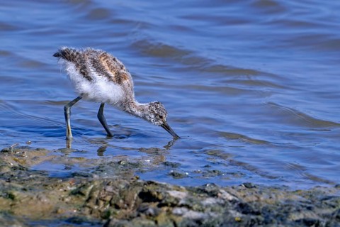 Pied avocet (Recurvirostra avosetta) chick foraging in shallow water of pond in spring