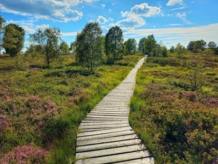 Wooden path winds through a heath, wooded landscape under a blue sky, summer, High Fens, Eifel