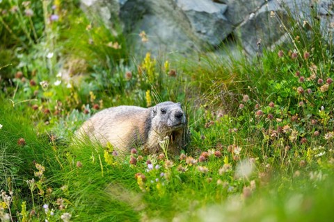 Alpine marmot (Marmota marmota) in autumn, Grossglockner, High Tauern National Park, Austria,