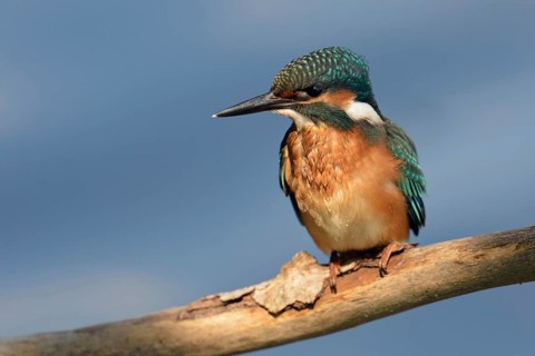 Kingfisher (Alcedo atthis) with wet plumage, has just returned from an unsuccessful dive to its