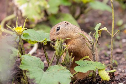 A European ground squirrel (Spermophilus citellus) or European souslik stands in an agricultural