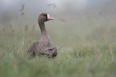 Typical... White-fronted goose (Anser albifrons), attentive wild goose, wild goose watches its