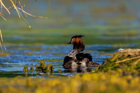 A great crested grebe with its chicks in the water, surroundings characterised by tranquillity and