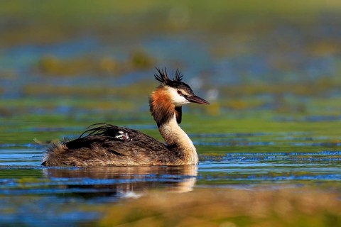 Close-up of a great crested grebe on a lake, surrounded by aquatic plants, Great crested grebe,
