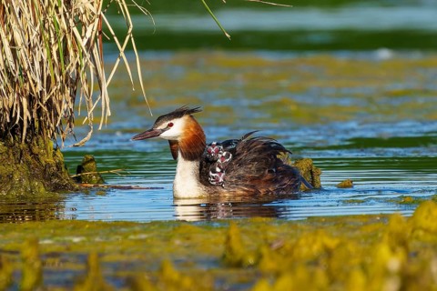 Great Crested Grebe with chicks on its back next to plants, Great Crested Grebe, (Podiceps