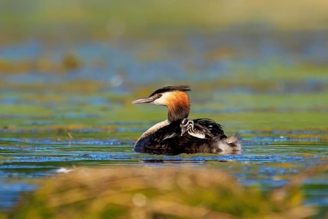 A single great crested grebe gliding gently over the water in a natural environment, Great crested