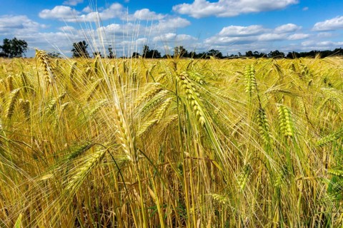 Grain field, in front of harvest, barley, near Bottrop-Kirchhellen, North Rhine-Westphalia,