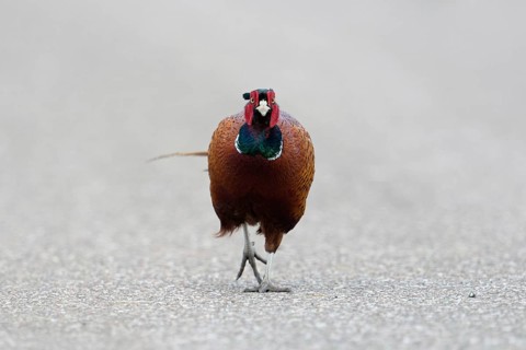 Straight ahead, along the road... Hunting pheasant (Phasianus colchicus), male pheasant, pheasant