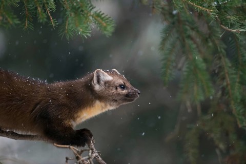 Detailed portrait... American pine marten (Martes americana), spruce marten in winter during