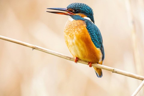 Kingfisher (Alcedo atthis) Germany