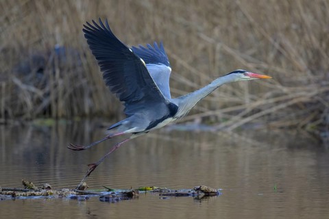 Grey heron (Ardea cinerea), in flight taking off from floating water lily roots, heron breeding in