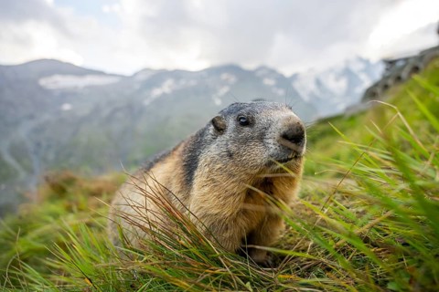 Alpine marmot (Marmota marmota) in autumn, Grossglockner, High Tauern National Park, Austria,