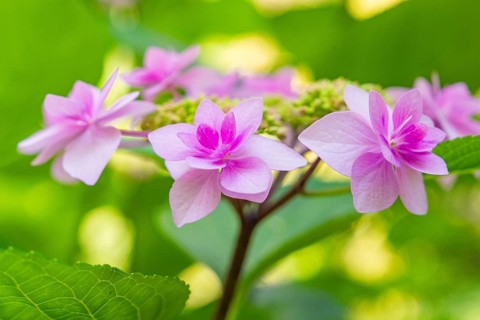 Pink hydrangea blossoms against a blurred background glow in a summer atmosphere, Botanical Garden,