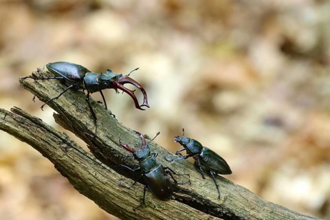 Fascinating stag beetle (Lucanus cervus), insect of the year 2012, June, Saxony, Germany, Europe