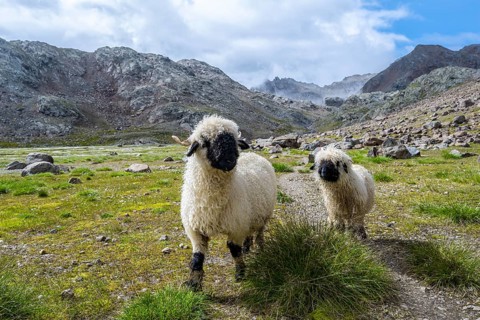 Two Valais Blacknose sheep (Ovis gmelini aries), high alpine mountain valley, Obere Senner Egete,