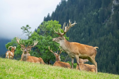 Red deer (Cervus elaphus) stag on a meadow in tirol, Kitzbühel, Wildpark Aurach, Austria, Europe