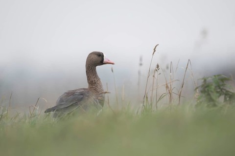 Attentive... White-fronted goose (Anser albifrons), wintering wild goose early in the morning in