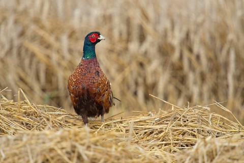 In a freshly mown grain field... Hunting pheasant (Phasianus colchicus) feels deprived of cover,