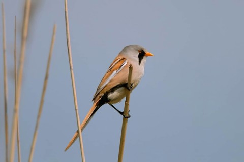 Unmistakable... Bearded Tit (Panurus biarmicus), male with typical, characteristic (eponymous)