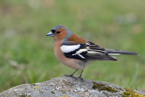 In splendour... Chaffinch (Fringilla coelebs), colourful male, one of the best-known native