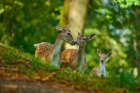 Fallow deer (Dama dama), female, three fallow deer with fawn standing close together in a forest,