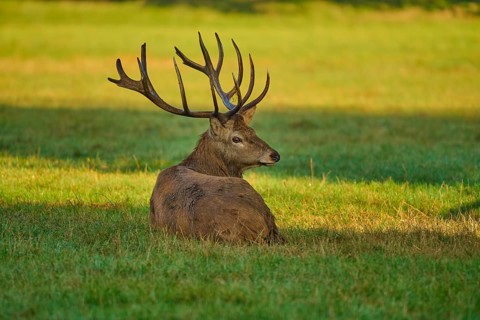 Red deer (Cervus elaphus), lying with a calm expression on a sunny meadow, Germany, Europe