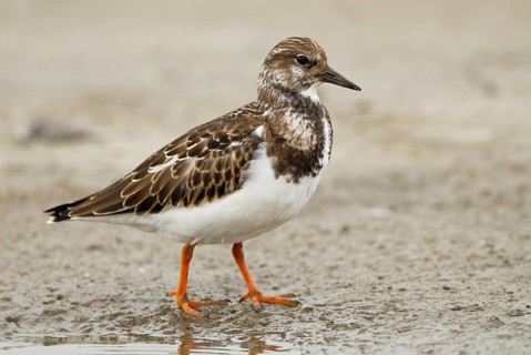 In its finery... Turnstone (Arenaria interpres) in the mudflats, limicolous migration, migratory