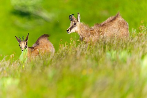 Chamois on a gently sloping green meadow, a peaceful nature scenario, chamois, chamois, (Rupicapra