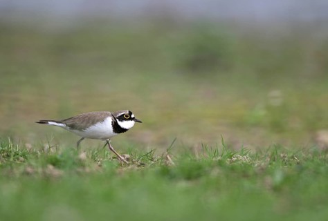 Little Ringed Plover (Charadrius dubius), Lower Rhine, North Rhine-Westphalia, Germany, Europe