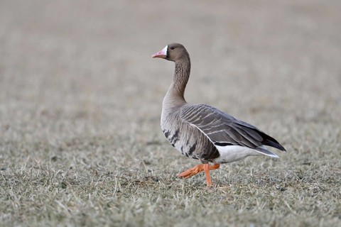 A wild goose... White-fronted goose (Anser albifrons) walking across a stubble field, full-grown