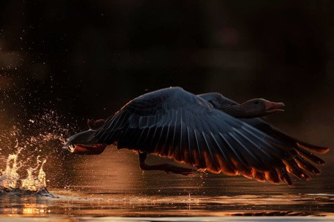 Just away from here... Greylag goose (Anser anser) flies off with loud chattering, takes off from